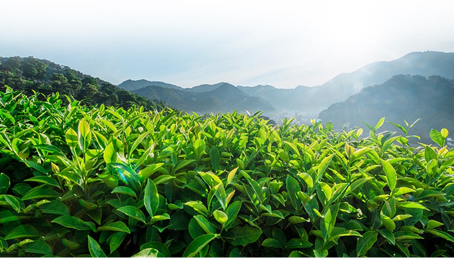 喜舍红茶红茶滇红茶有机茶老树茶独立小包礼盒装