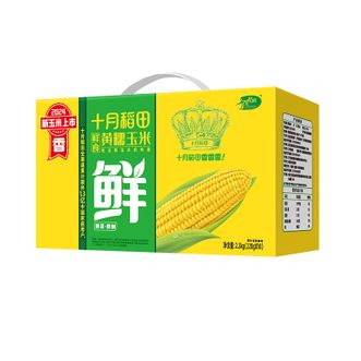 十月稻田  鲜食黄糯玉米2.2kg 东北大棒苞米 软糯黏